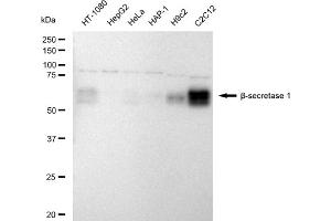 Western blotting analysis using Beta-Secretase 1 antibody (ABIN7797765). (Recombinant BACE1 anticorps)