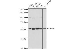 Western blot analysis of extracts of various cell lines, using FANCC antibody (ABIN3022593, ABIN3022594, ABIN3022595 and ABIN6218931) at 1:1000 dilution.