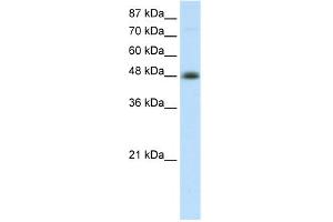 WB Suggested Anti-TFAP2B Antibody   Titration: 2.