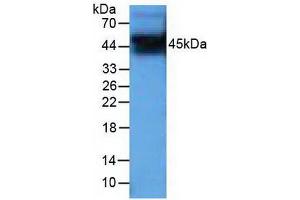 Western blot analysis of Human PC-3 cells. (PIM1 anticorps  (AA 129-268))