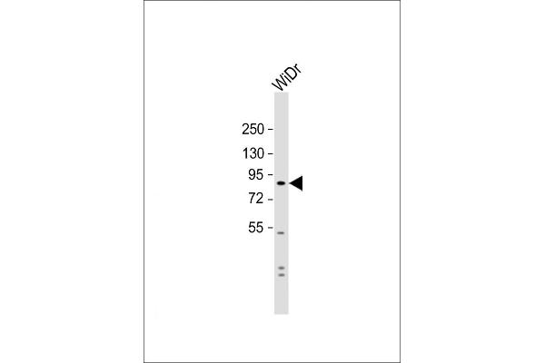 SUSD2 anticorps  (C-Term)
