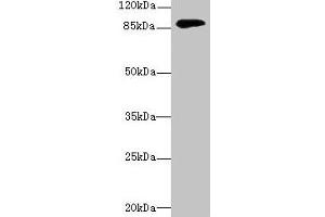 Western blot All lanes: DGKG antibody at 4 μg/mL + Mouse brain tissue Secondary Goat polyclonal to rabbit IgG at 1/10000 dilution Predicted band size: 90, 87, 85 kDa Observed band size: 90 kDa (DGKG anticorps  (AA 1-255))