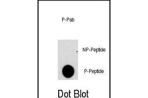 Dot blot analysis of anti-NFATC2-p Phospho-specific Pab (ABIN389814 and ABIN2839702) on nitrocellulose membrane. (NFAT1 anticorps  (pSer330))