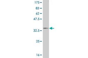 Western Blot detection against Immunogen (36.