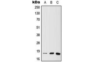 Western blot analysis of MTH1 expression in A549 (A), mouse liver (B), rat brain (C) whole cell lysates.