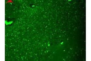 Immunofluorescence staining in human hippocampus with Hcn4 monoclonal antibody, clone S114-10 . (HCN4 anticorps  (AA 1019-1198))