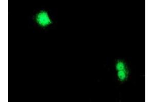 Immunofluorescence (IF) image for anti-Chromosome X Open Reading Frame 26 (CXorf26) antibody (ABIN1497689) (CXorf26 anticorps)