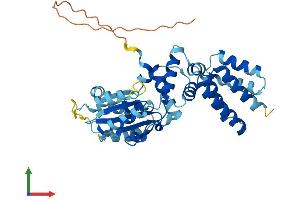 AlphaFold protein structure predicition of Human Recombinant RFC4 Protein, UniprotID P35249