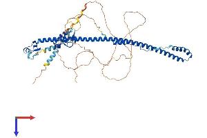 AlphaFold protein structure predicition of Human Recombinant TRIM55 Protein, UniprotID Q9BYV6