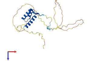 AlphaFold protein structure predicition of Human Recombinant HOXB7 Protein, UniprotID P09629