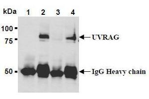 Western Blotting (WB) image for anti-UV Radiation Resistance Associated Gene (UVRAG) (AA 389-699) antibody (ABIN1449295) (UVRAG anticorps  (AA 389-699))