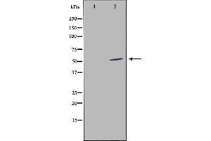 Western blot analysis of extracts from HepG2 cells, using LILRA2 antibody. (LILRA2 anticorps  (C-Term))