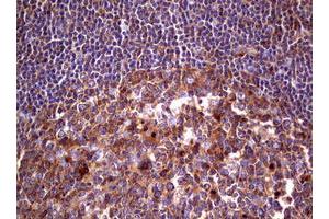 Image no. 3 for anti-Wingless-Type MMTV Integration Site Family, Member 3 (WNT3) (AA 128-355) antibody (ABIN1490901)