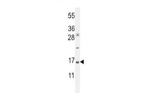 Western blot analysis in Hela cell line lysates (35ug/lane). (UBA52 anticorps  (C-Term))