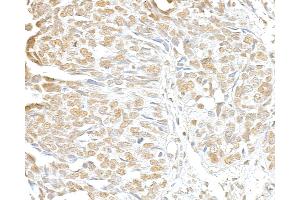 anti-Structural Maintenance of Chromosomes 3 (SMC3) (C-Term) antibody