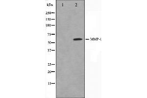 Western blot analysis on HepG2 cell lysate using MMP1 Antibody. (MMP1 anticorps  (C-Term))