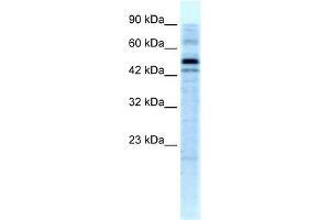 WB Suggested Anti-SALF Antibody Titration: 5. (STON1 anticorps  (C-Term))