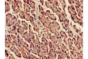 Immunohistochemistry of paraffin-embedded human pancreatic tissue using ABIN7150590 at dilution of 1:100 (DPM1 anticorps  (AA 2-260))