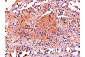 ABIN185387 (2µg/ml) staining of paraffin embedded Human Pituitary Gland. (POMC anticorps  (C-Term))