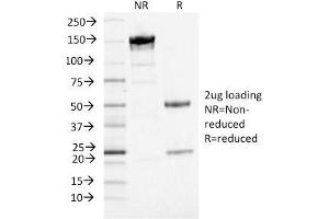 SDS-PAGE Analysis Purified PD-L1 Mouse Monoclonal Antibody (PDL1/2746) (unconjugated). (PD-L1 anticorps  (AA 39-191) (PE))