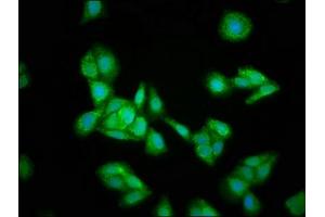 Immunofluorescence staining of HepG2 cells with ABIN7156004 at 1:133, counter-stained with DAPI. (HMGCS2 anticorps  (AA 426-508))