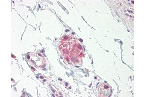 Anti-NOS1 / nNOS antibody IHC staining of human small intestine, submucosal plexus. (NOS1 anticorps  (N-Term))