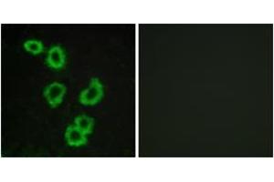 Immunofluorescence (IF) image for anti-G Protein-Coupled Receptor 176 (GPR176) (AA 466-515) antibody (ABIN2890785)
