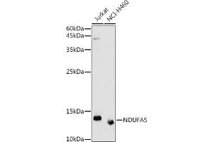 Western blot analysis of extracts of various cell lines, using NDUF antibody (ABIN7268804) at 1:1000 dilution. (NDUFA5 anticorps  (AA 1-116))