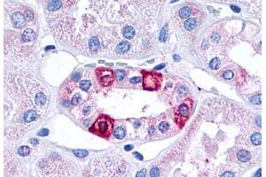 Anti-5HT1F Receptor antibody  ABIN1048264 IHC staining of human kidney, renal tubules. (HTR1F anticorps  (Cytoplasmic Domain))