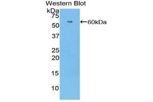 Detection of Recombinant HRG, Human using Polyclonal Antibody to Histidine Rich Glycoprotein (HRG) (HRG anticorps  (AA 18-254))