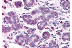 Immunohistochemistry (Formalin/PFA-fixed paraffin-embedded sections) of human breast with OSTC polyclonal antibody . (OSTC anticorps  (N-Term))