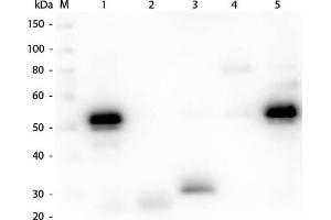Western Blot of Anti-Rabbit IgG (H&L) (CHICKEN) Antibody (p/n 611-901-002).