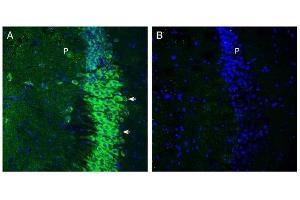 Expression of SLC6A15 in mouse hippocampus. (SLC6A15 anticorps  (C-Term, Intracellular))