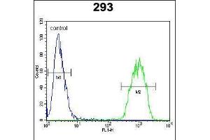 Flow cytometric analysis of 293 cells (right histogram) compared to a negative control cell (left histogram). (C-JUN anticorps  (C-Term))