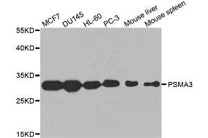 Western blot analysis of extracts of various cell lines, using PSMA3 antibody. (PSMA3 anticorps  (AA 1-255))
