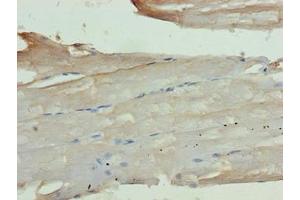 Immunohistochemistry of paraffin-embedded human skeletal muscle tissue using ABIN7163920 at dilution of 1:100 (KCNK13 anticorps  (AA 292-408))