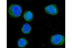 IF analysis of CD55 using anti-CD55 antibody (ABIN7601422).