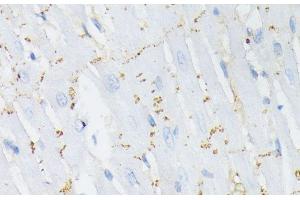 Immunohistochemistry of paraffin-embedded Rat heart using Phospho-GJA1(S368) Polyclonal Antibody at dilution of 1:200 (40x lens).