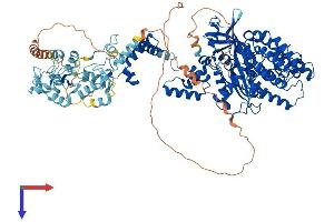 AlphaFold protein structure predicition of Human Recombinant RAG1 Protein, UniprotID P15918
