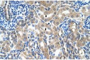 Immunohistochemical staining (Formalin-fixed paraffin-embedded sections) of human kidney with ABP1 polyclonal antibody  at 4-8 ug/mL working concentration. (DAO anticorps  (C-Term))