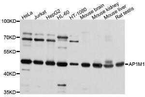 Western blot analysis of extracts of various cell lines, using AP1M1 antibody. (AP1M1 anticorps  (AA 1-160))