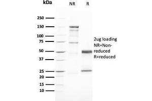 SDS-PAGE Analysis Purified GATA-3 Mouse Monoclonal Antibody (GATA3/2446). (GATA3 anticorps  (AA 357-436))