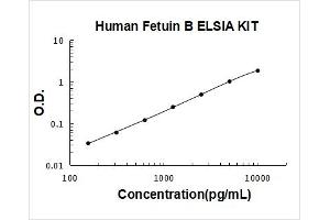 Fetuin B (FETUB) ELISA Kit