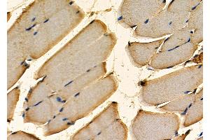 ABIN7093981 and ABIN7098025 at 1/100 staining Mouse kidney tissue by IHC-P. (R-Spondin 3 anticorps  (Internal Region))