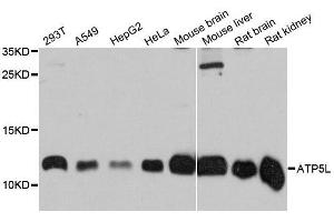 Western blot analysis of extracts of various cell lines, using ATP5L antibody (ABIN5996596) at 1:3000 dilution. (ATP5L anticorps)