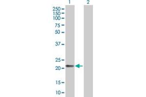 Western Blot analysis of PAEP expression in transfected 293T cell line by PAEP MaxPab polyclonal antibody.