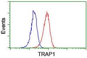 Image no. 2 for anti-TNF Receptor-Associated Protein 1 (TRAP1) antibody (ABIN1501499) (TRAP1 anticorps)