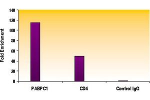 Histone H4ac (pan-acetyl) antibody (pAb) tested by ChIP. (Histone H4ac anticorps  (N-Term))