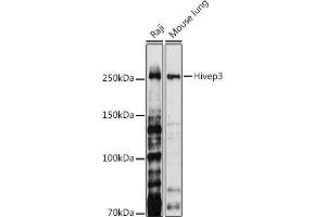 Western blot analysis of extracts of various cell lines, using Hivep3 antibody (ABIN7267792) at 1:1000 dilution. (Human Immunodeficiency Virus Type I Enhancer Binding Protein 3 (HIVEP3) anticorps)