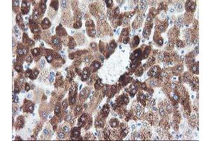 Immunohistochemical staining of paraffin-embedded Human liver tissue using anti-CYP1A2 mouse monoclonal antibody. (CYP1A2 anticorps)